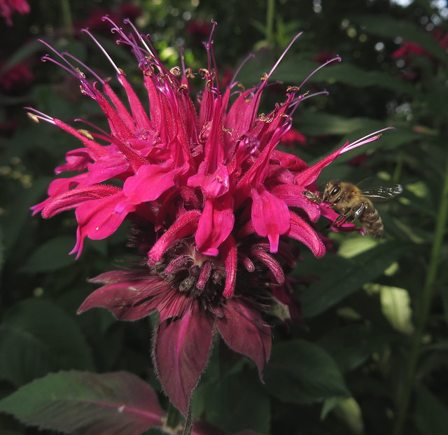 Honey Bee, A Bug And Burgundy Bee Balm Flowers IMG_1576