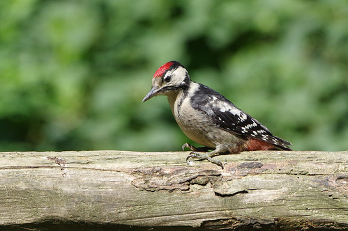 dendrocoposmajor norfolk weeting bird greatspotted nature wild wildlife woodpecker