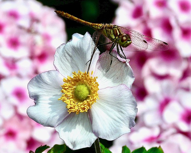 Dragonfly on flower .