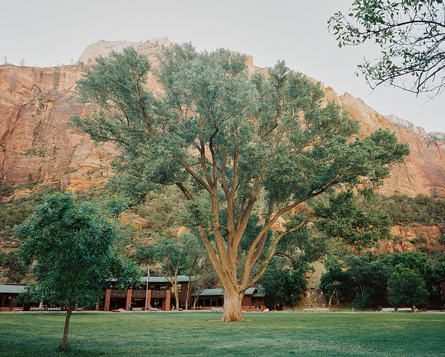 A beautiful cottonwood tree outside of Zion Lodge