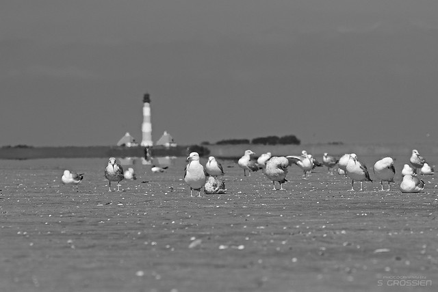 Sea Gulls and Light House Westerhever Sand (I/II)