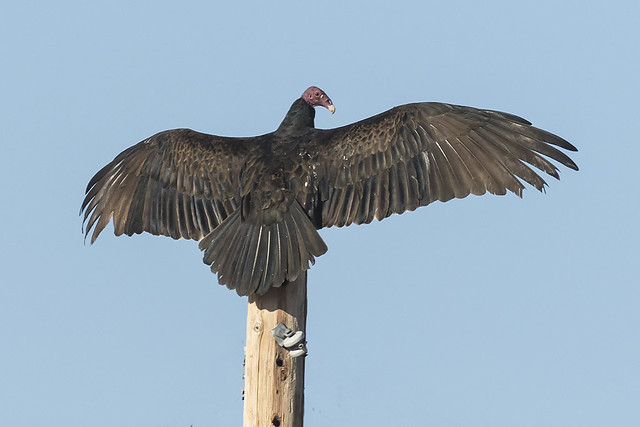 _31A5447 Turkey Vulture exhibiting 