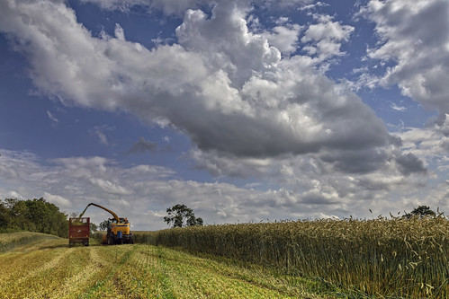 wholecropping sky summer rye hybridrye alanhopps canon 5dmkiv 24105mm landscape field cerealsilage agriculture tractors farming winterfeed harvest cut chopping ulster newholland masseyferguson