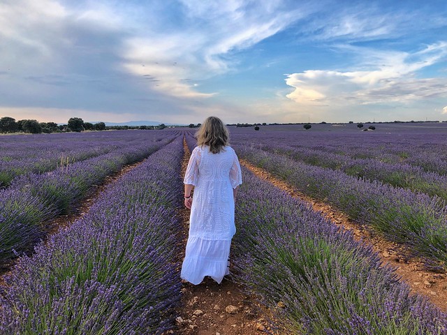 Campos de lavanda en Brihuega (Guía 2022) - El rincón de Sele