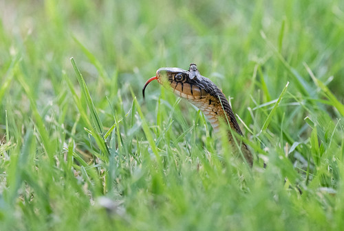 snake_in_the_grass_20190717_103