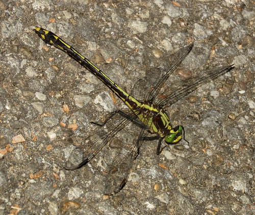 lawrencecounty ohio waynenationalforest dragonflysurvey odonata timbreridgelake irontonunit