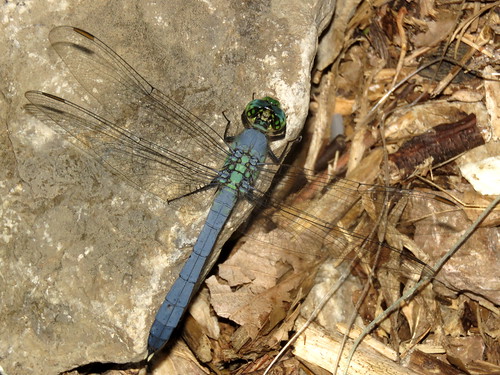 lawrencecounty ohio waynenationalforest dragonflysurvey odonata timbreridgelake irontonunit