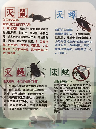 kinaferie2019 picture warning sign chinese rat rats cockrocers