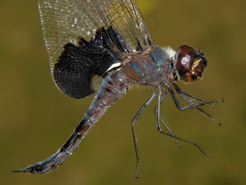 lawrencecounty ohio dragonflysurvey odonata waynenationalforest irontonunit sandforkwetlands