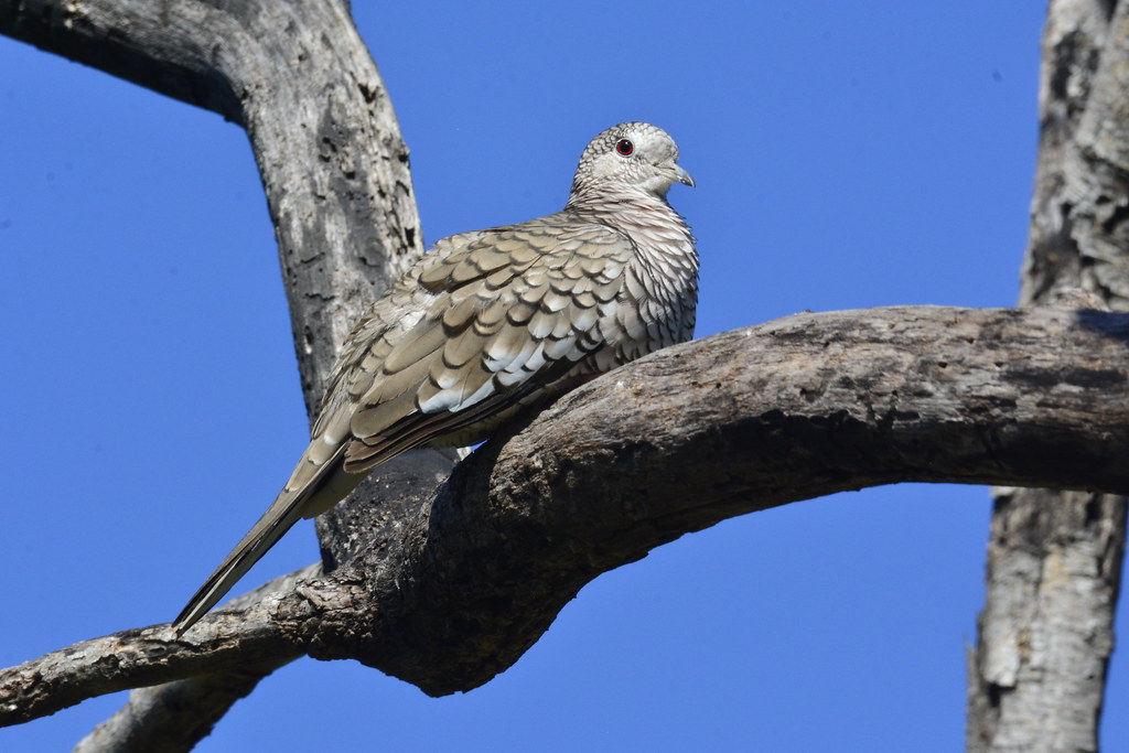 Fogo-apagou (Columbina squammata) - Scaled Dove