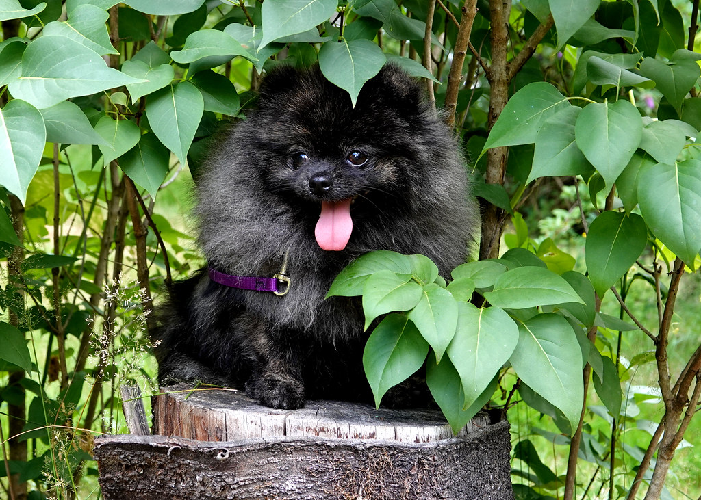 Pomeranian Puppies’ Best Dog Food