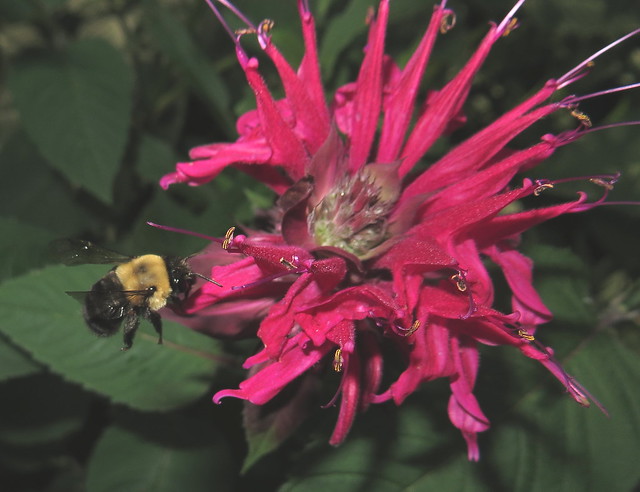 Bumble Bee Flying To A Ruby Red Bee Balm Flower IMG_1408