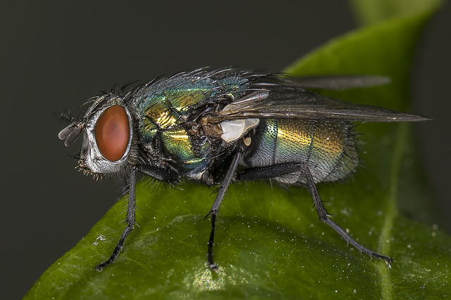 Lucilia cuprina or sericata? (Common Green Bottle Fly)