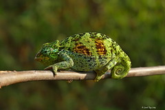 Caméléon d'Afrique / Chamaeleo gracilis / Graceful chameleon