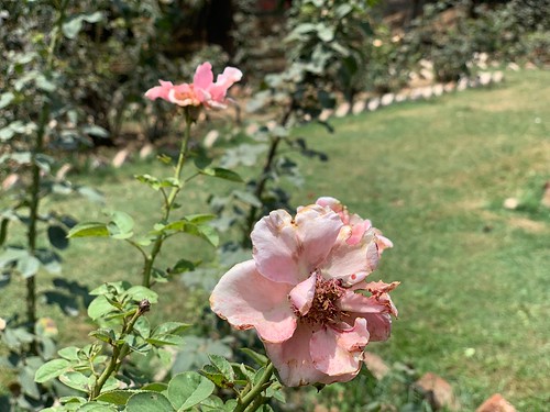 City Nature - Alternative Roses, Gurgaon