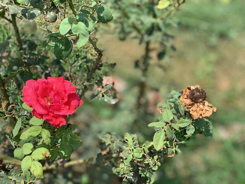 City Nature - Alternative Roses, Gurgaon