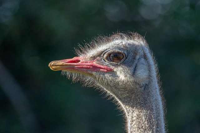 Ostrich portrait