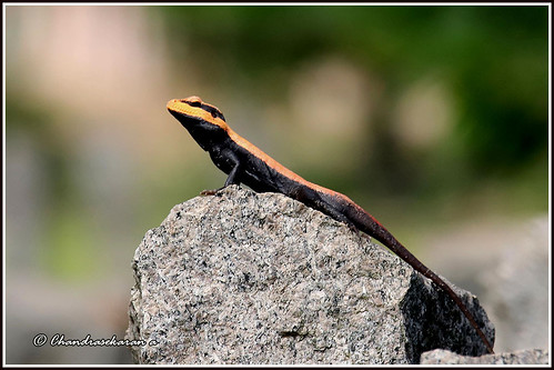 peninsular rock agama lizard reptiles yelagiri nature tamilnadu india canon60d tamronsp150600mmg2 rockagama
