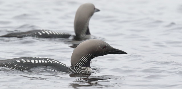 Black-throated Loon or Diver (Gavia arctica) - pair