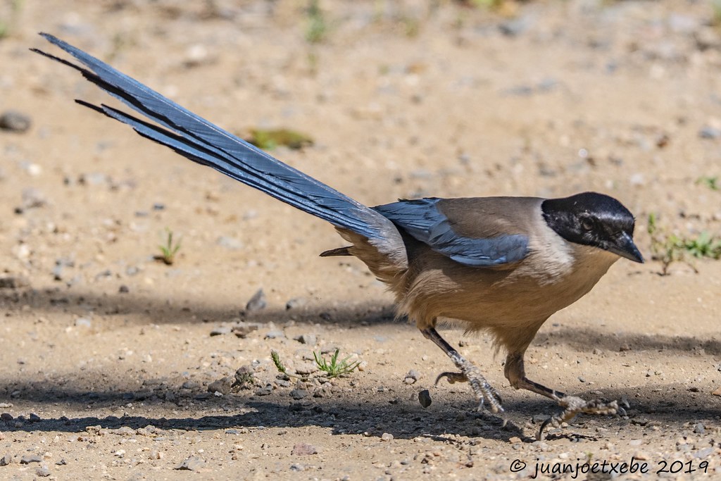 Clamator glandarius-Críalo europeo-Kuko mottodunt | Sierra M… | juanjo ...