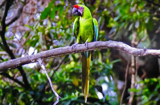 French Polynesia - Parrot