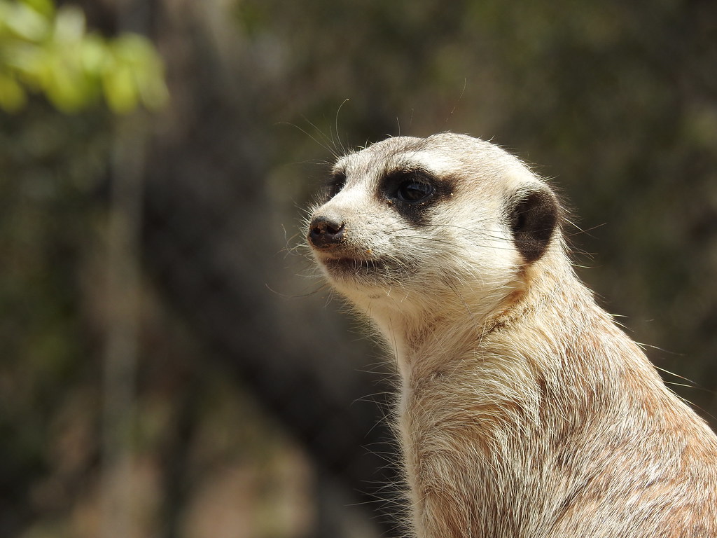Meerkat, Hoedspruit Endangered Species Centre, SOUTH AFRICA 20181003  (2)