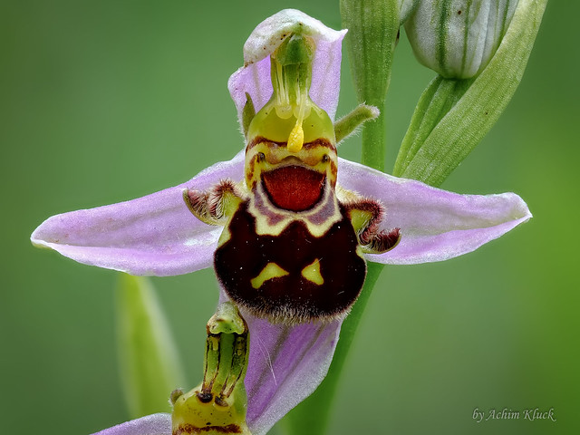 Dickes, lachendes Männchen mit kurzen Ärmchen :-)  Blüte der Bienen-Ragwurz (Ophrys apifera)