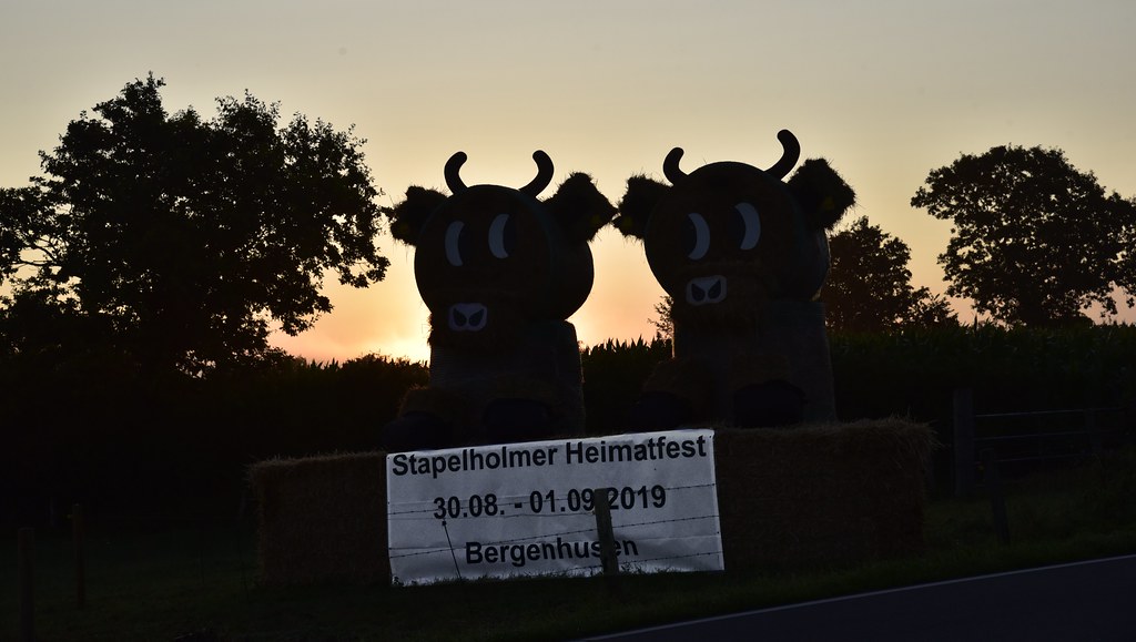 Rinderzählen im Morgengrauen - entsetzlicher Schrecken bei der Arbeit ;-); Bergenhusen, Stapelholm (6)