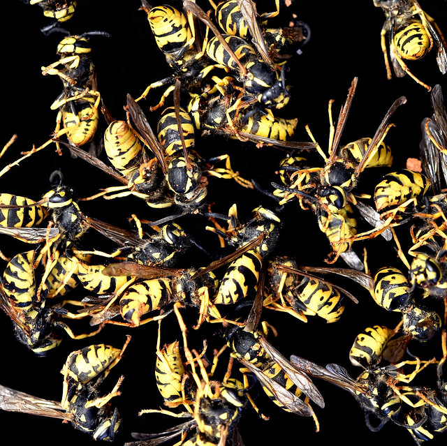 Dead Wasps : Welcome at Anthropocene