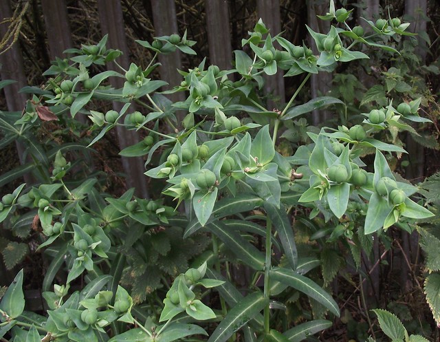 Euphorbia lathyris (Caper Spurge), habit, Purwell, Hitchin, Herts, 19.7.19