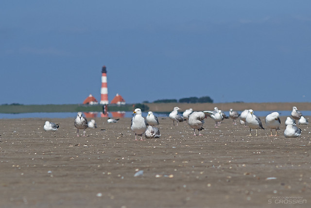 Sea Gulls and Light House Westerhever Sand (II/II)