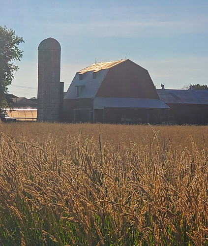 grain yellow barn silo redbarn wheat cereal farm farming ag agriculture rural ruralamerica country brucetownship michigan