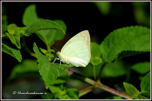 emigrant butterfly insects india nature yelagiri hills canoneos6dmarkii tamronsp150600mmg2