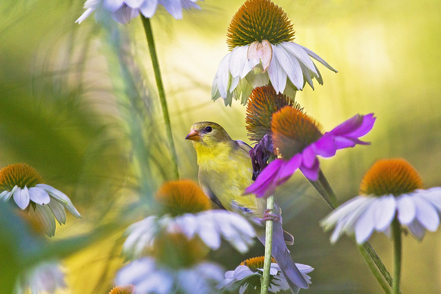 female goldfinch on coneflowers ( explored )