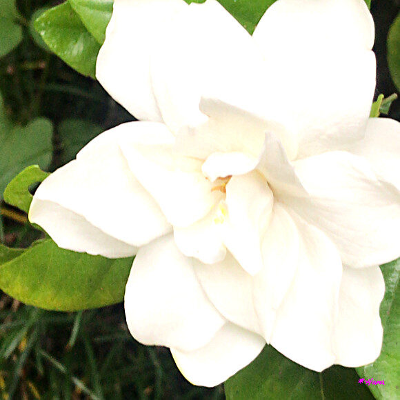 梔 Gardenia Jasminoides 梔の花言葉は 夢中 沈黙 幸福者 喜びを運ぶ 私はあまりに Flickr