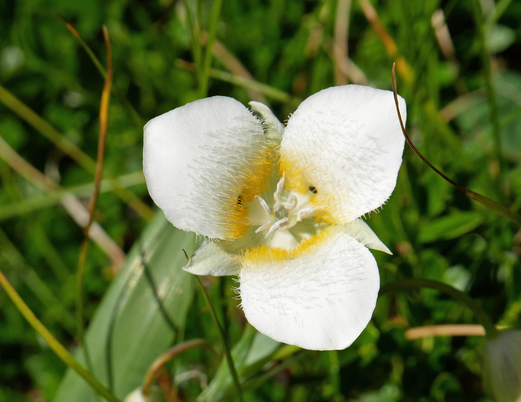 pointedtip mariposa lily 2