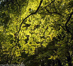 Light Through Green Canopy