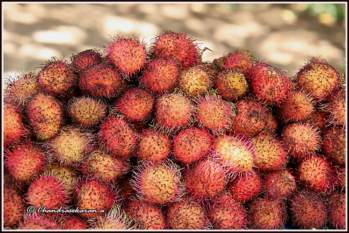litchi fruits nature india chennai canoneos6dmarkii yelagiri hills tamronef28300mm