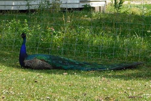 zoo zoos zoosofnorthamerica itsazoooutthere animals animal peacocks bird birds