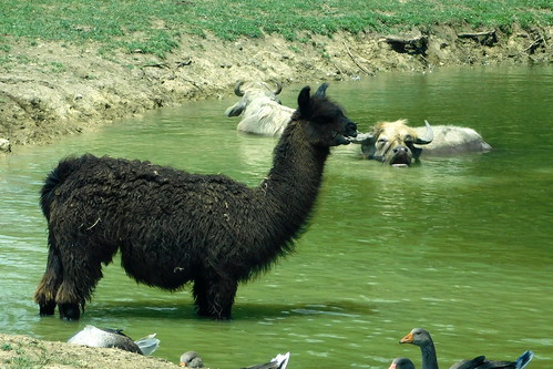 zoo zoos zoosofnorthamerica itsazoooutthere animals animal llamas llama