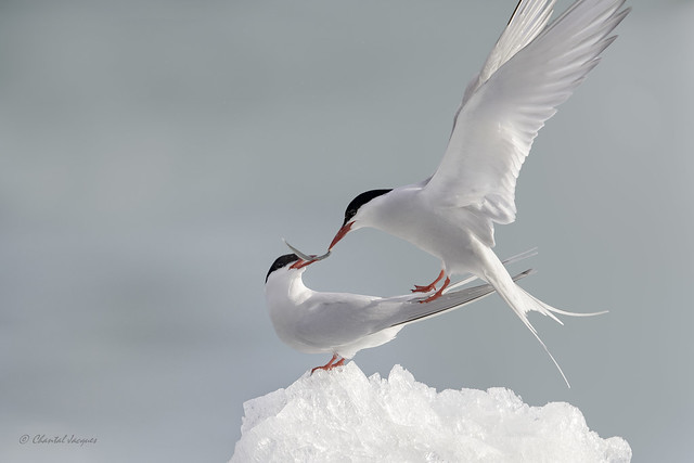 The Wedding Gift - Artic Tern Style