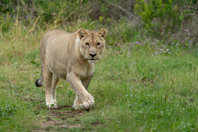 Curious Lioness