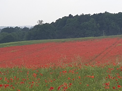 Poppy Field near Sparrowhall Farm. June 2019 
