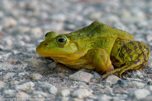 amphibians amphibien animalia animals estland estonia europe frogs frösche grünfrösche järvselja pelophylax ranidae ripariantruefrogs tartu tiere wasserfrösche waterfrogs