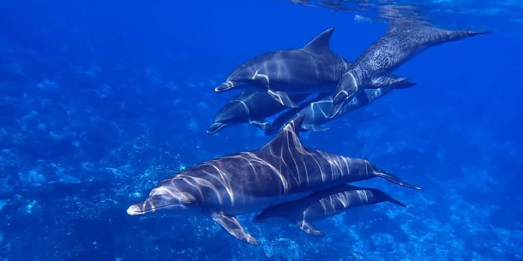 théorie-eau-glisse-sur-la-peau-des-dauphins-démystifiée