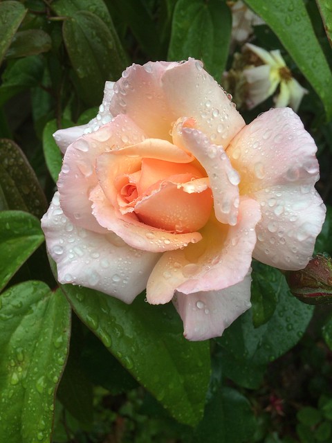 A Rose in my garden