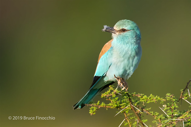 Eurasian Roller With Feather Caught In Tip Of Beak