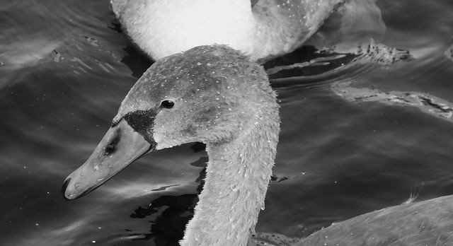 Feeding the Swan Family 06