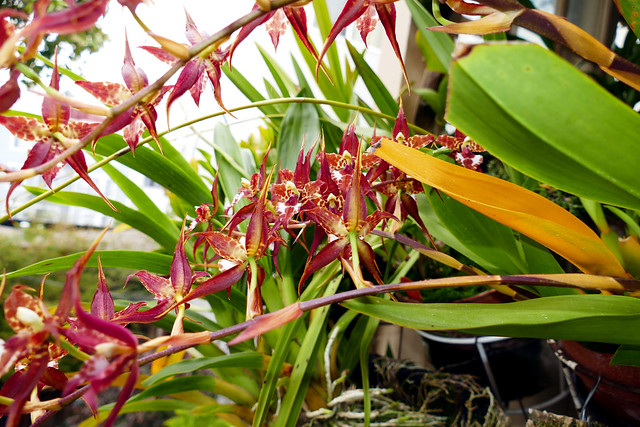 Rhynchostele cordata ('Pacifica' x Leopard' AM) species orchid