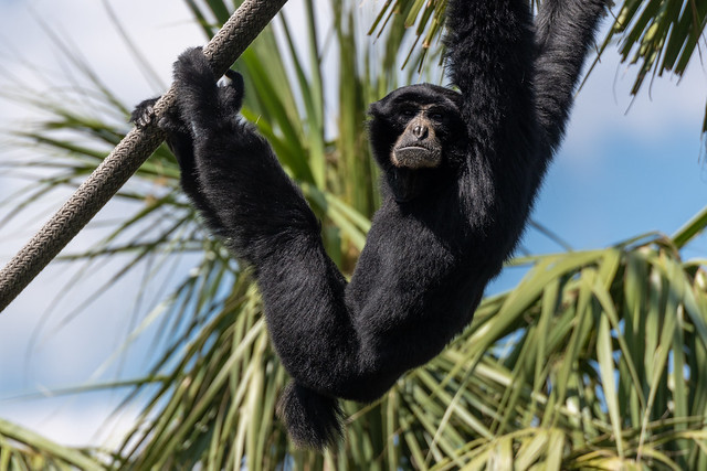 Siamang Hanging Out